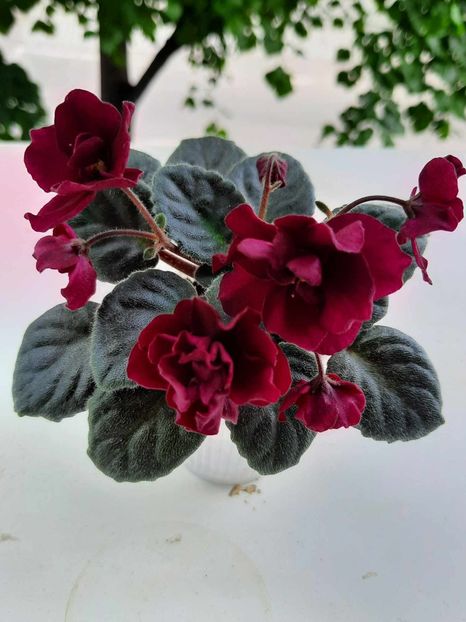 Aprilie 2024 - TOMAHAWK