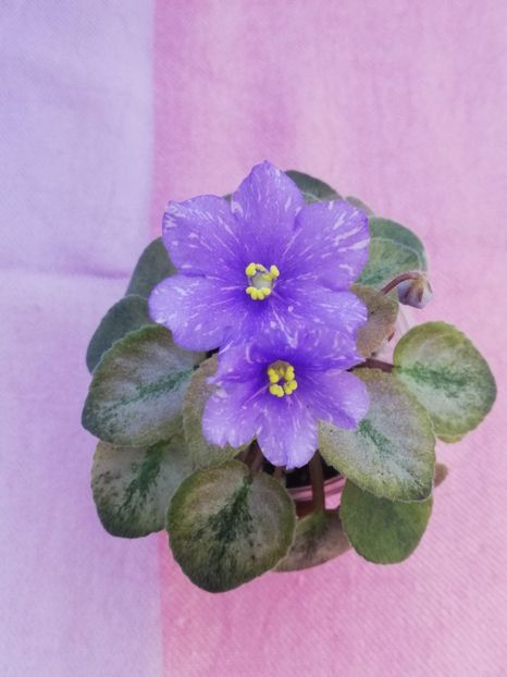 3 iul (3) - N Stozhary