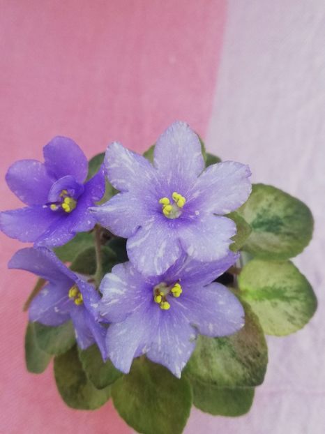 14 iul (50) - N Stozhary