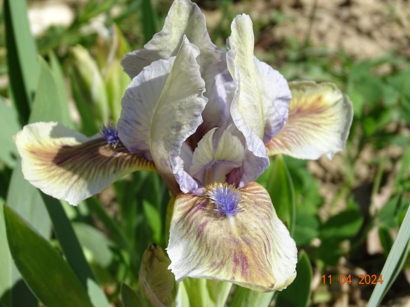 Derive - Irisi 2024 -Dobarland