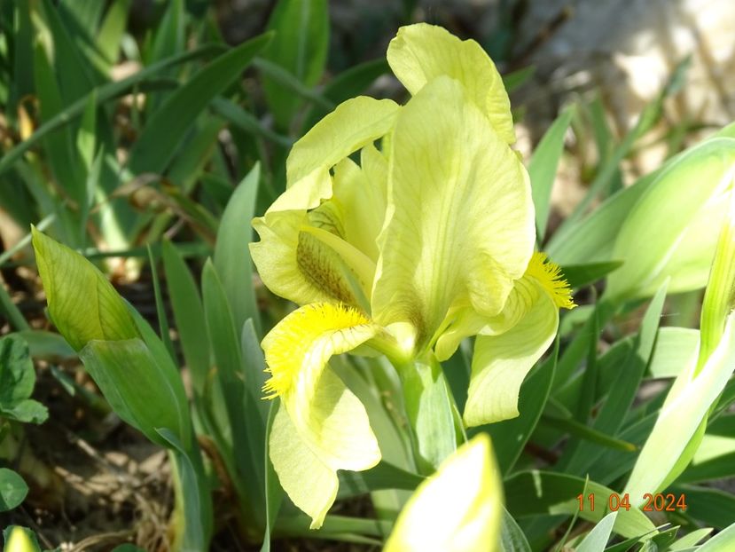 iris reichenbachii - Irisi 2024 -Dobarland