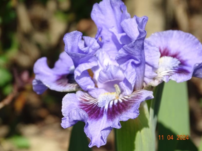 Oh Canada - Irisi 2024 -Dobarland