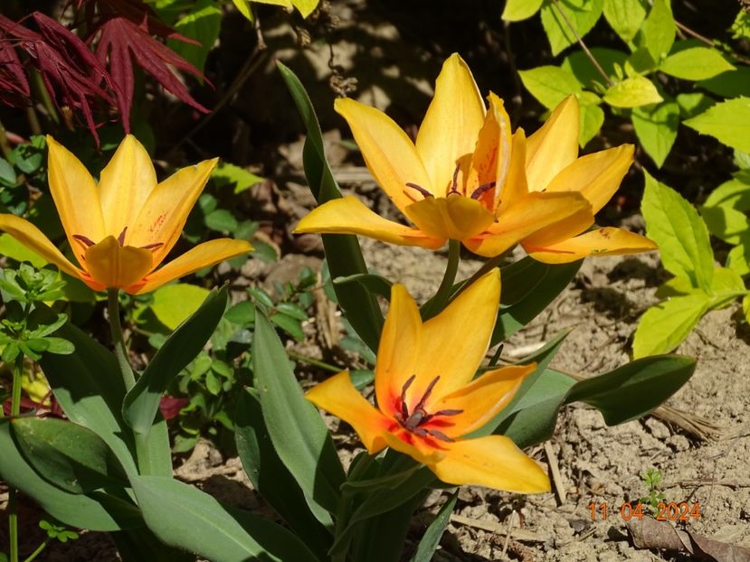 tulipa Shogun - Dobarland 2024 2