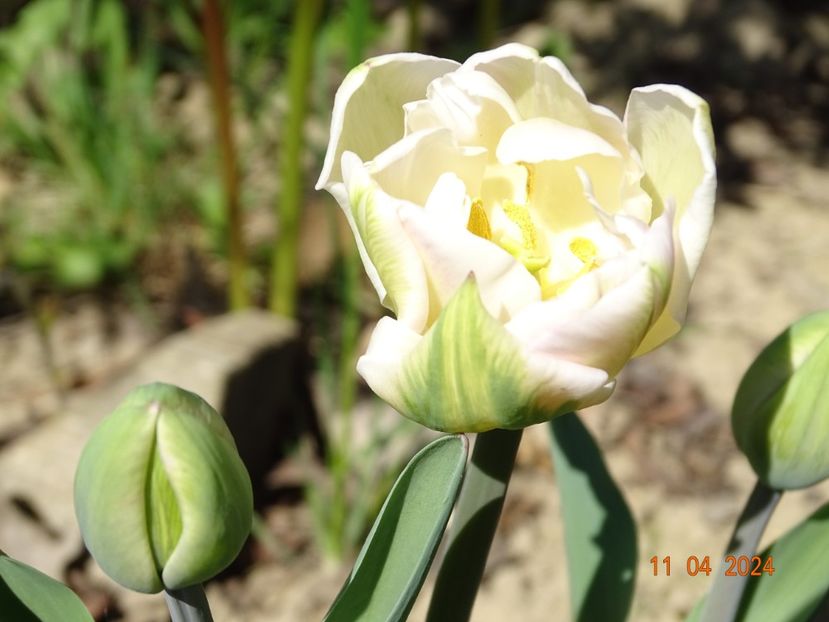 tulipa Finola - Dobarland 2024 2