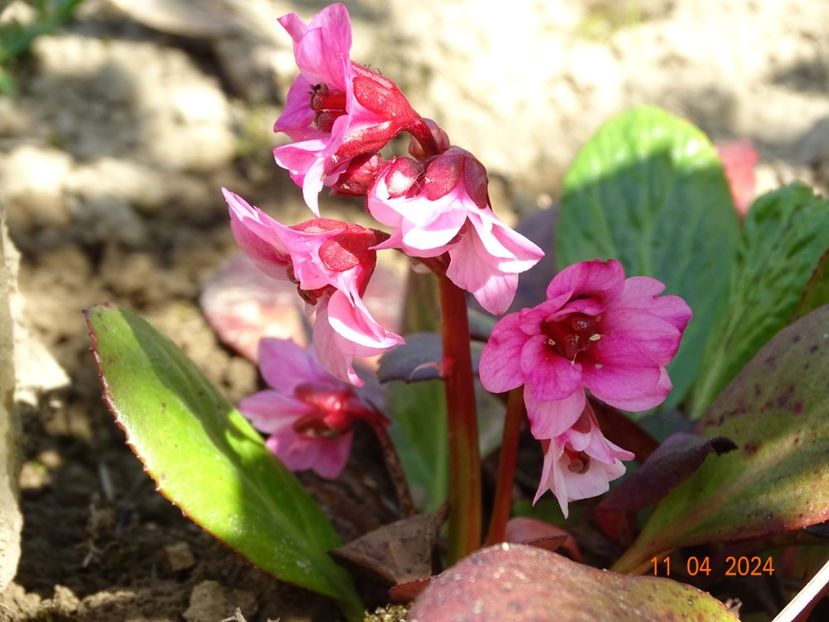 bergenia Flirt - Dobarland 2024 2