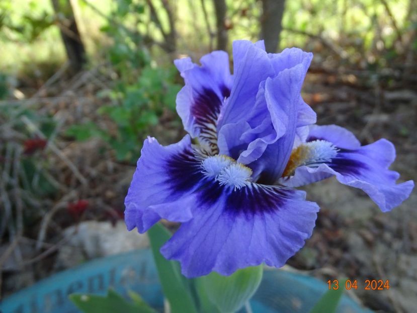 Oh Canada - Irisi 2024 -Dobarland