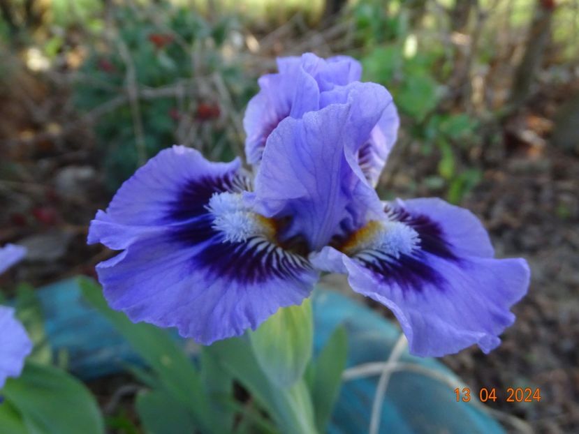 Oh Canada - Irisi 2024 -Dobarland