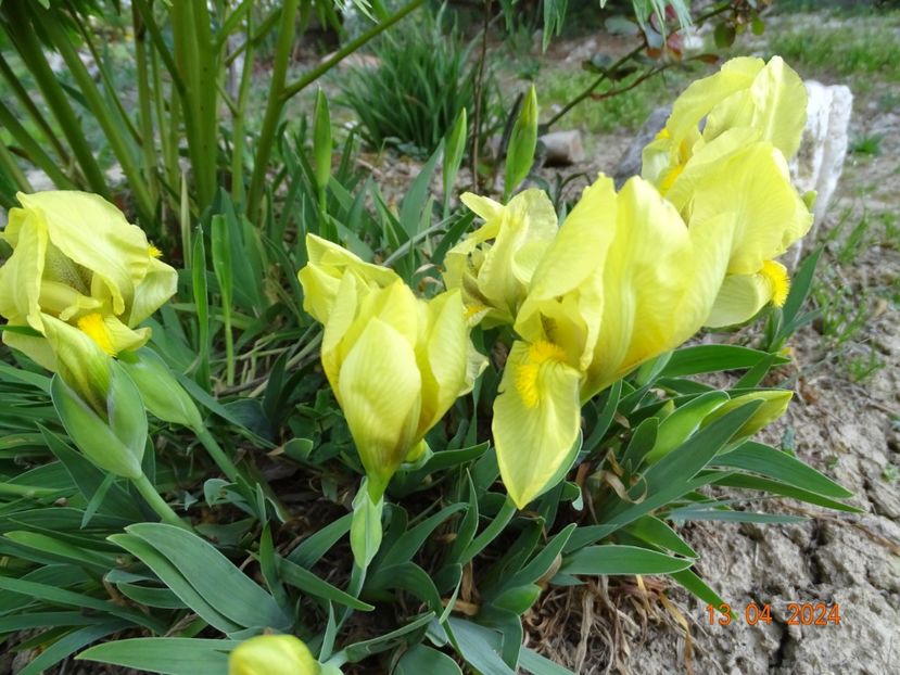 iris reichenbachii - Irisi 2024 -Dobarland