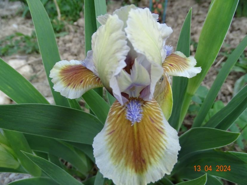 Derive - Irisi 2024 -Dobarland