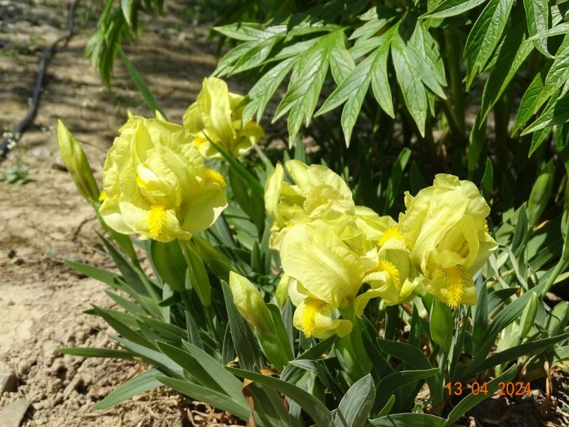 iris reichenbachii - Irisi 2024 -Dobarland