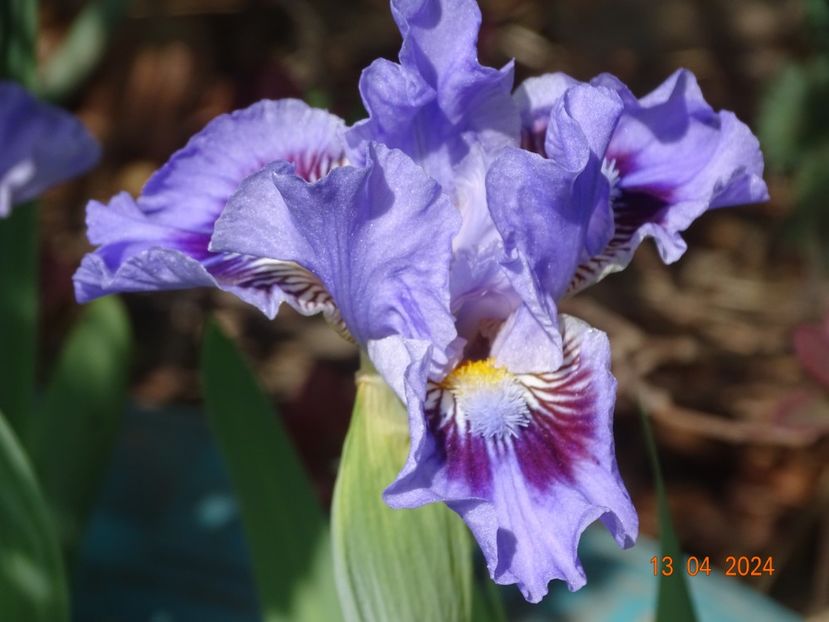 Oh Canada - Irisi 2024 -Dobarland