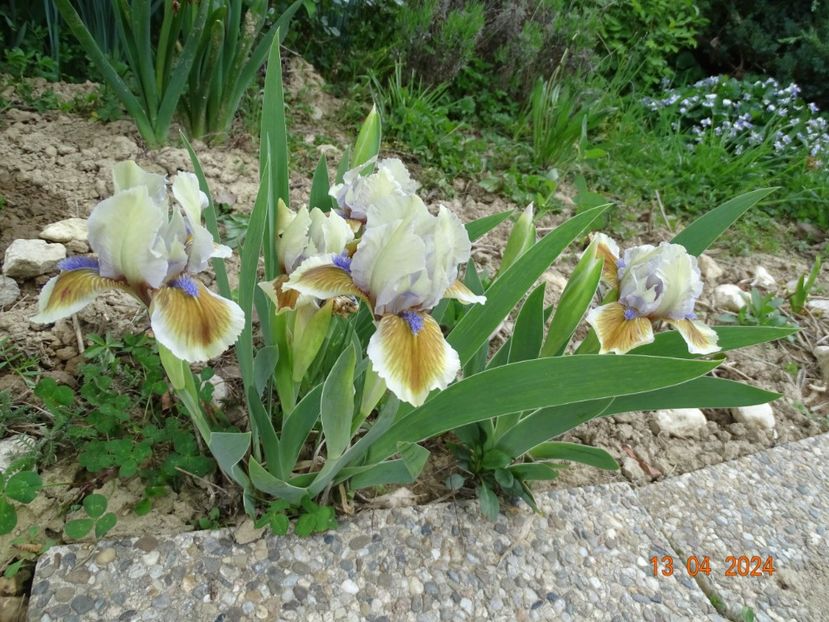 Derive - Irisi 2024 -Dobarland