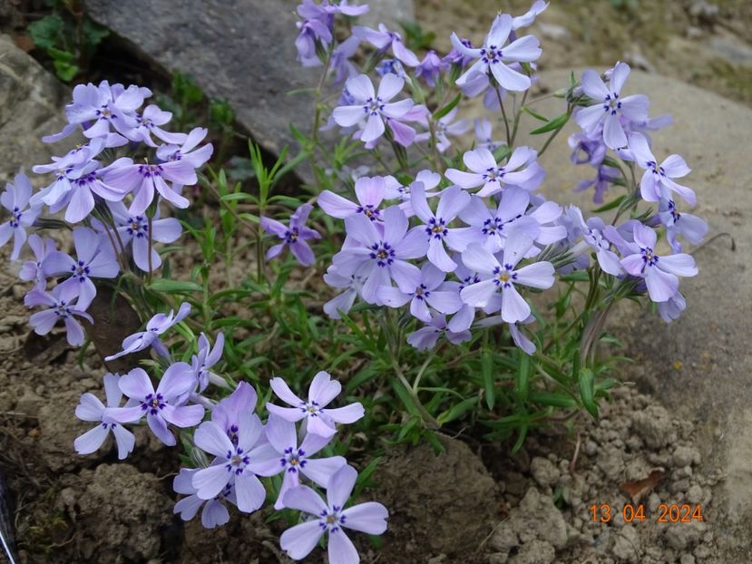 phlox Benita - Stancarie 2024