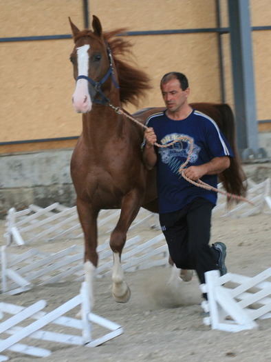 S-Mersush-IMG_0130 - My horses - Shagia