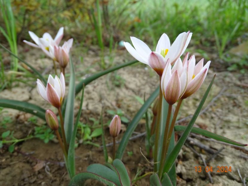 tulipa Hilde - Dobarland 2024 2