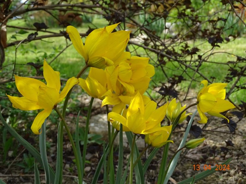 tulipa sylvestris - Dobarland 2024 2