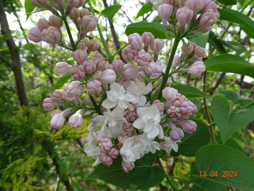 syringa Beauty of Moscow - Dobarland 2024 2