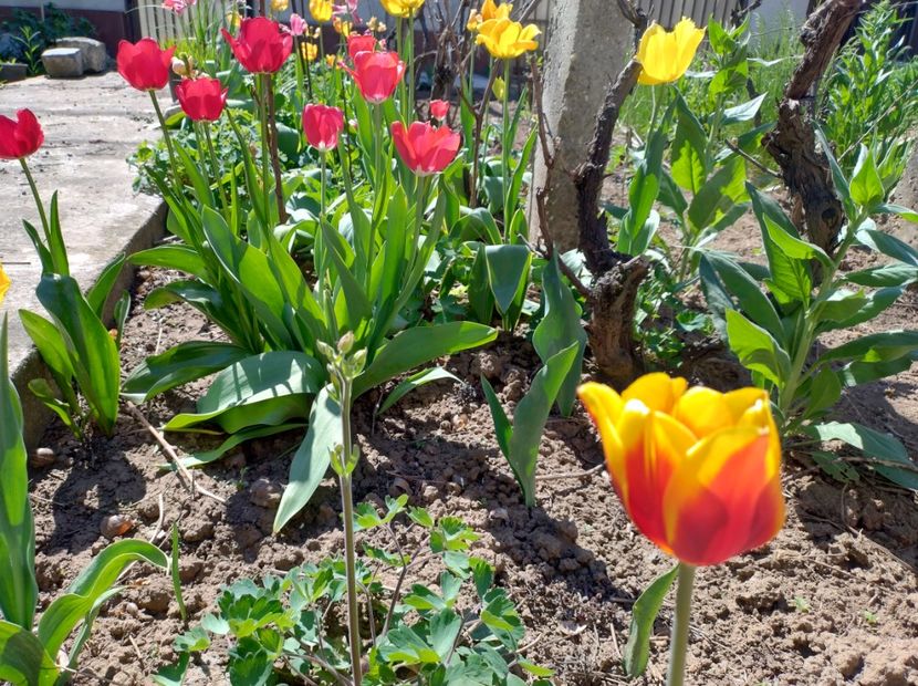  - Flori de gradină-2024