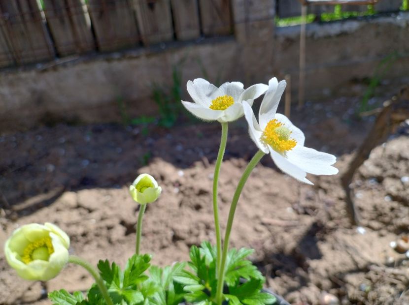  - Flori de gradină-2024