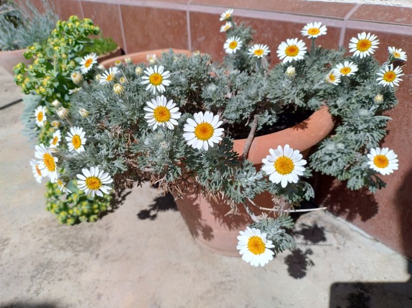  - Flori de gradină-2024