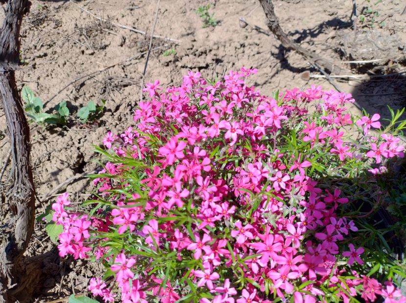  - Flori de gradină-2024
