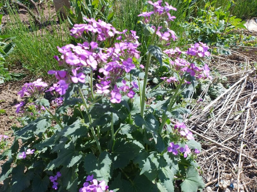  - Flori de gradină-2024