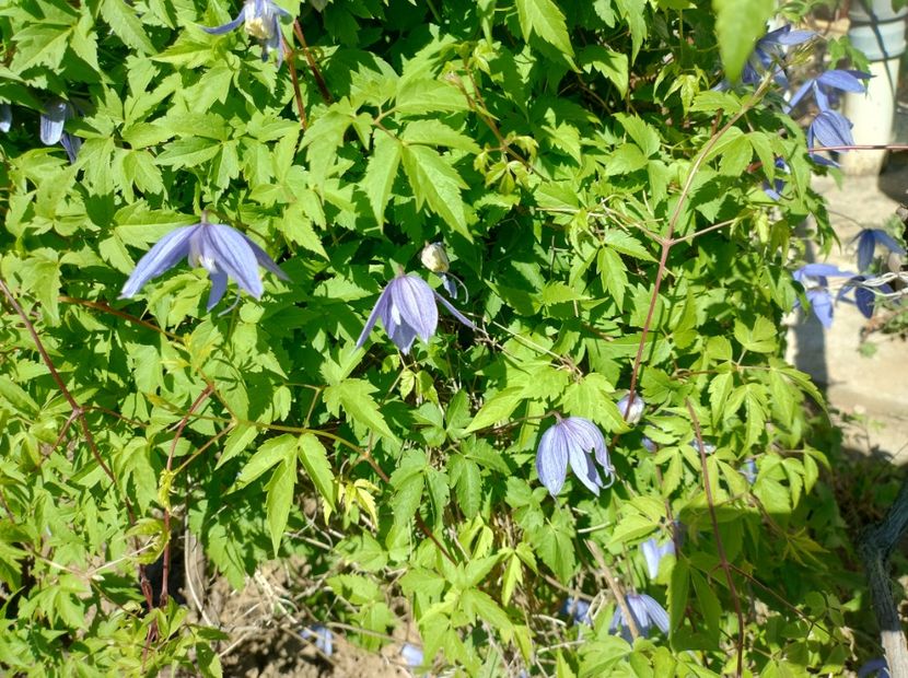  - Flori de gradină-2024