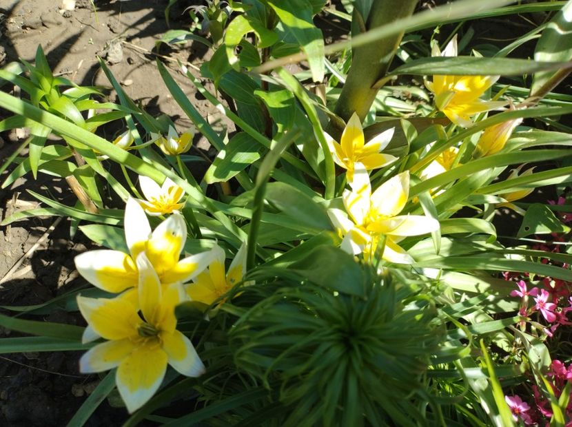  - Flori de gradină-2024