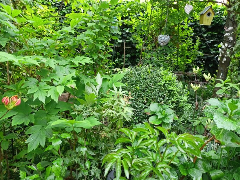  - Grădina 2024 continuare 1