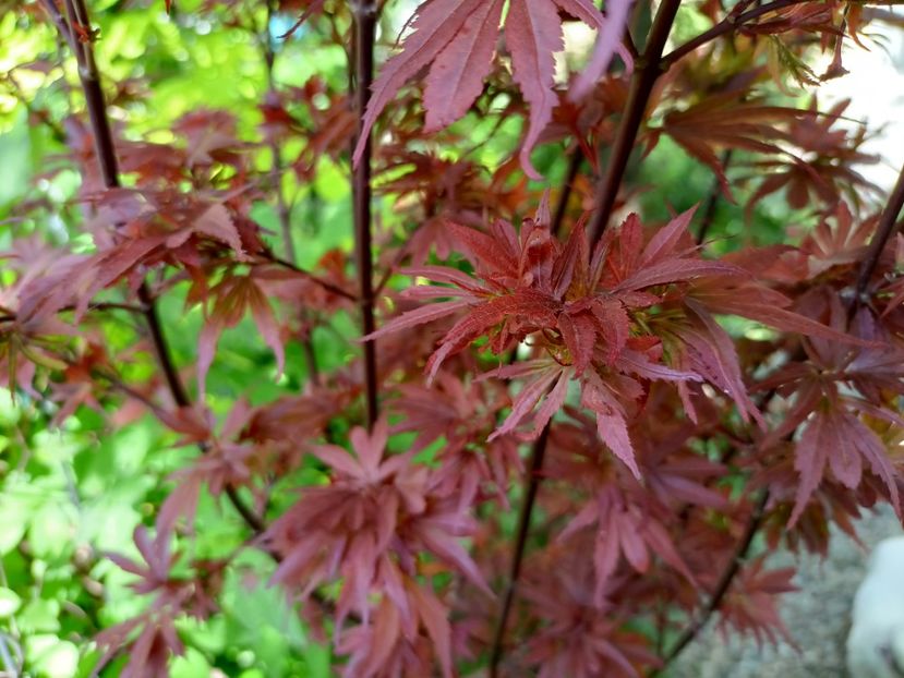 Shaina - Grădina 2024 continuare 1