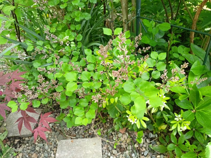  - Grădina 2024 continuare 1