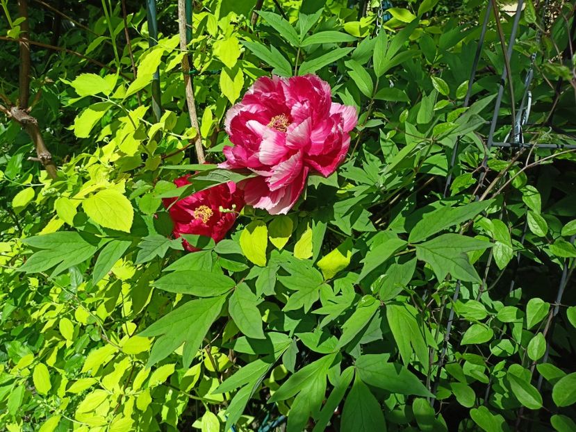 Dao Jin,  arbustiv - Grădina 2024 continuare 1