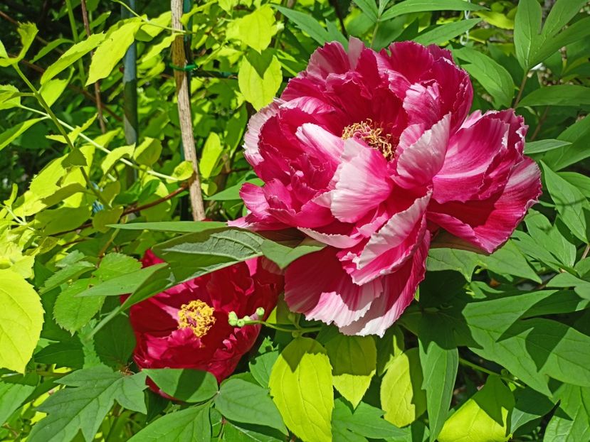  - Grădina 2024 continuare 1