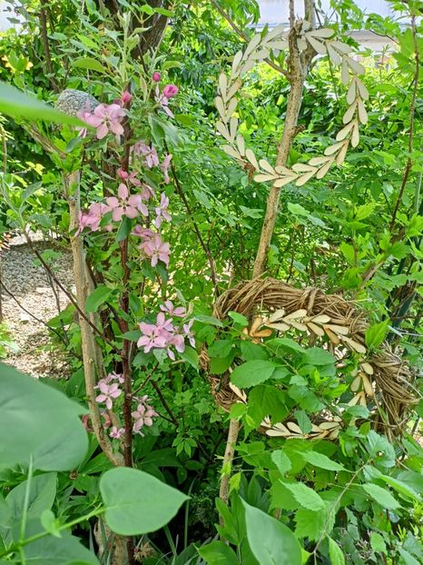  - Grădina 2024 continuare 1