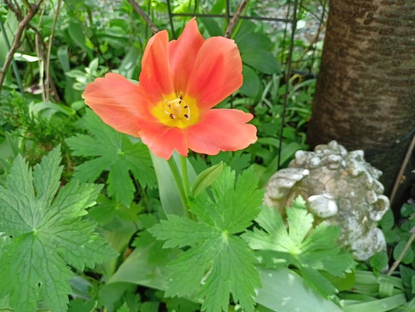  - Grădina 2024 continuare 1