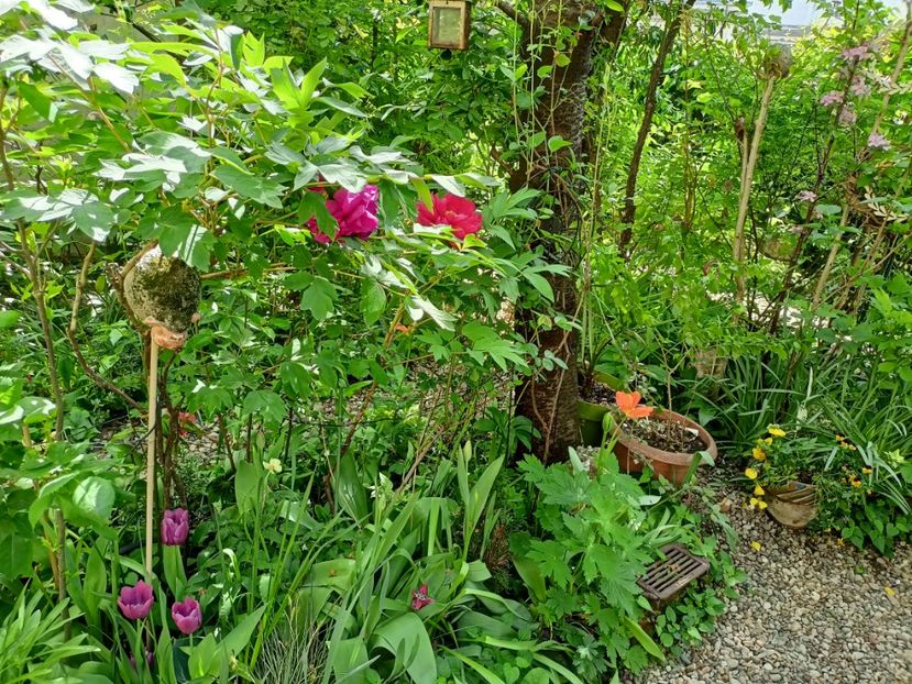  - Grădina 2024 continuare 1