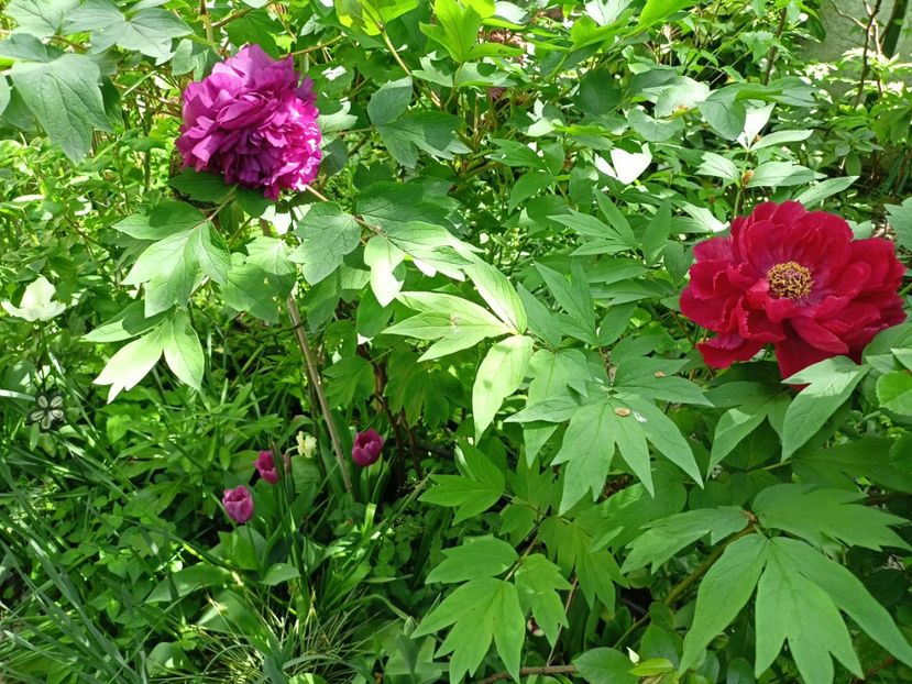  - Grădina 2024 continuare 1