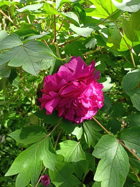  - Grădina 2024 continuare 1