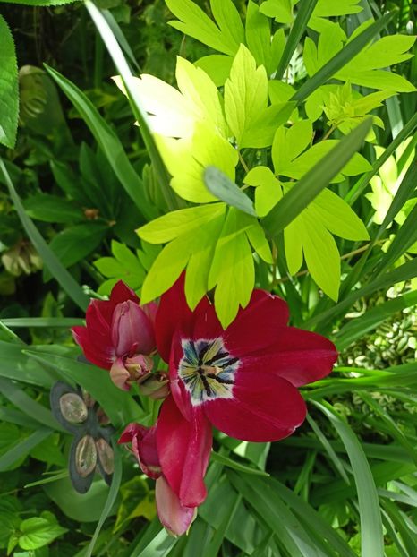  - Grădina 2024 continuare 1