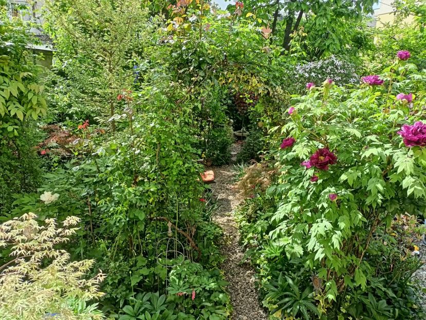  - Grădina 2024 continuare 1