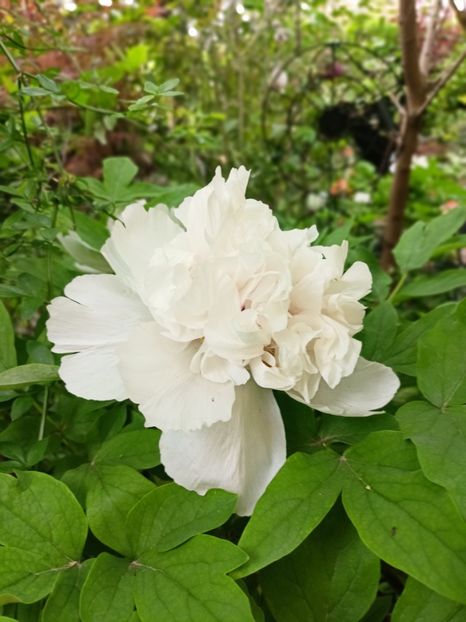 Jing Yu, arbustiv - Grădina 2024 continuare 1