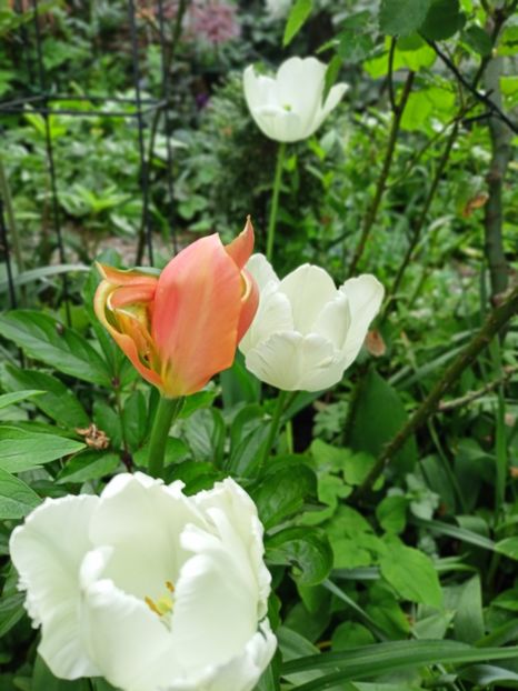  - Grădina 2024 continuare 1