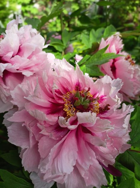  - Grădina 2024 continuare 1