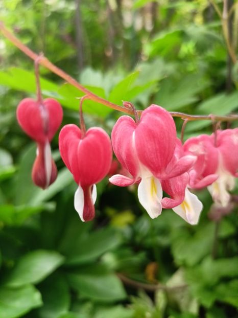  - Grădina 2024 continuare 1