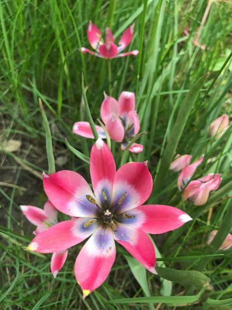 Tulipa Little Beauty (2021, May 01) - Tulipa Little Beauty