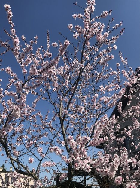 Ornamental Peach Tree (2020, Apr.02) - Prunus persica Davidii