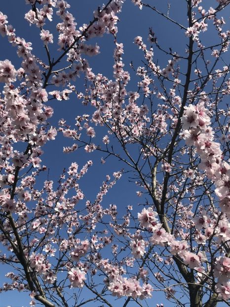 Ornamental Peach Tree (2020, Apr.02) - Prunus persica Davidii