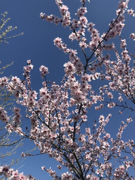 Ornamental Peach Tree (2020, Apr.02) - Prunus persica Davidii