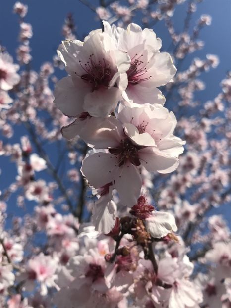 Ornamental Peach Tree (2020, Apr.02) - Prunus persica Davidii