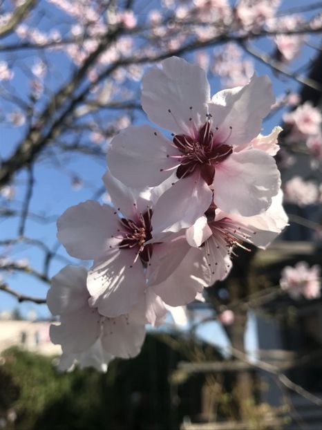 Ornamental Peach Tree (2020, Apr.02) - Prunus persica Davidii